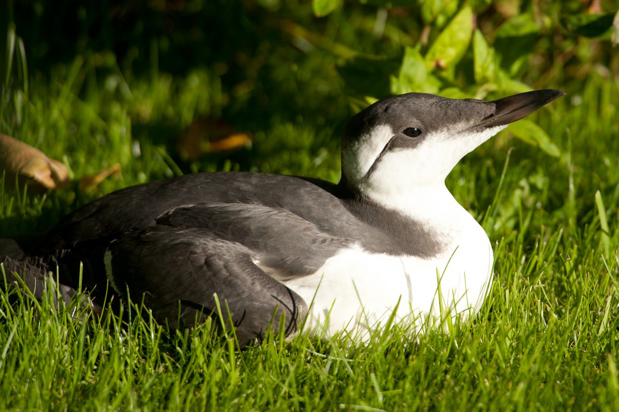 It's friday afternoon and you have a guillemot on your lawn
